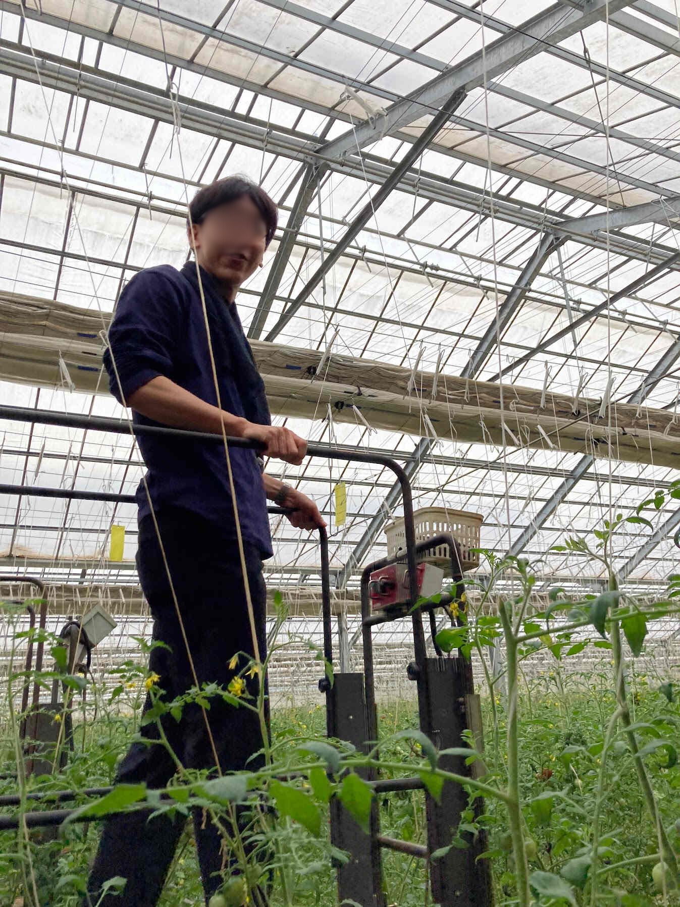 トマト農園で作業する