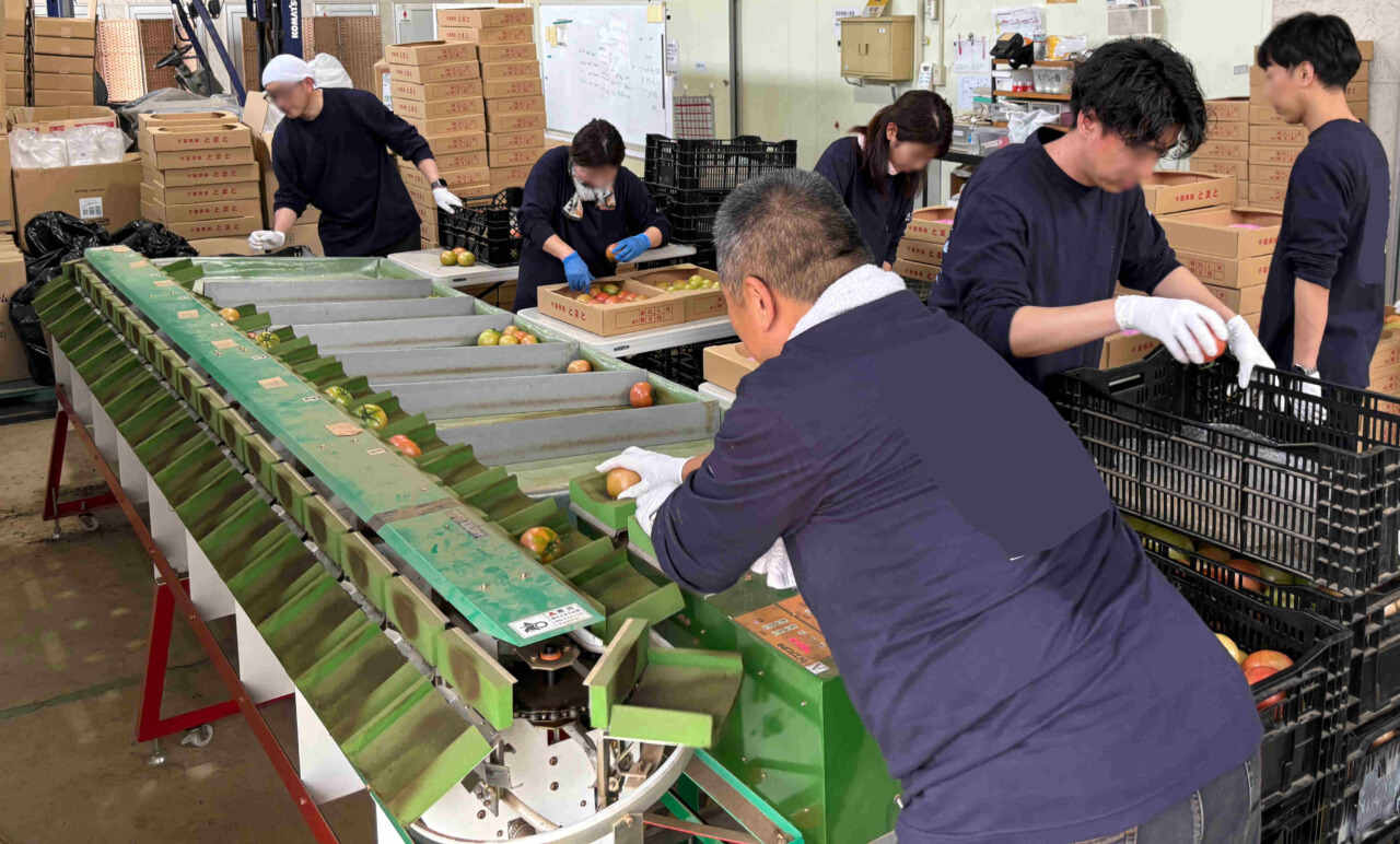 選果作業風景